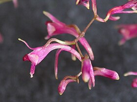 Diadenium micranthum