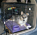 wire crate for crate training