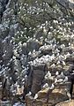 Kittiwakes on a bird cliff at the island of Runde.