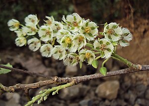 Elaeocarpus serratus