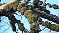 Crown galls (burls on outer branches) on wych elm, North Ayrshire