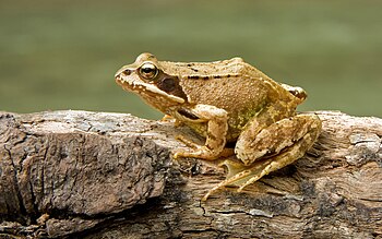 Common frog