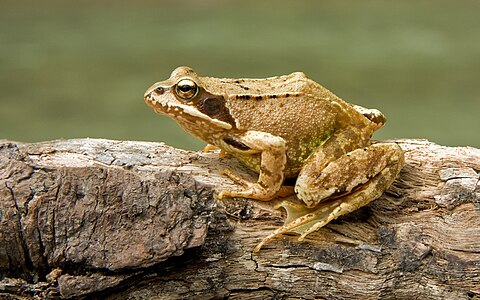 Common frog, by Richard Bartz