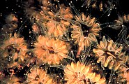 أرجل أو إمتدادات (polyps) ال (Eusmilia fastigiata)