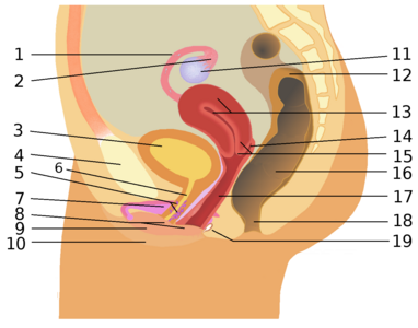 Appareil génital féminin : 1. Trompes de Fallope 2. Fimbria 3. Vessie 4. Symphyse pubienne (os pubien) 5. Glande de Skene 6. Urètre 7. Clitoris avec bulbe du vestibule 8. Vestibule vulvaire 9. Petite lèvre 10. Grande lèvre 11. Ovaire 12. Côlon sigmoïde 13. Utérus 14. Cul-de-sac vaginal (fornix) (en) 15. Col de l’utérus (cervix) 16. Rectum 17. Vagin 18. Anus 19. Glande de Bartholin.