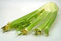 Fennel bulb and stalks