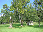 Baumgruppe am Mandlkogel