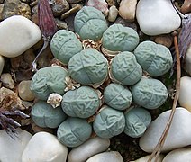 Gibbaeum petrense