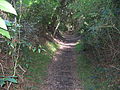 The Yuelarbah Track near Glenrock Lagoon, where the track passes through an old coal railway cutting.