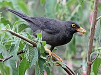 Glossy-black thrush