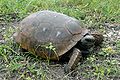 Tortuga Excavadora de Florida (Gopherus polyphemus).