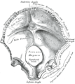 Occipital bone, inner surface.