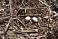 eggs from a nest near El Copey de Dota, Costa Rica