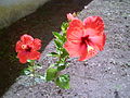 Hibiscus rosso fotografato a Marina di Marza (Ragusa)