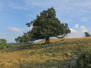 16. Platz: Jörg Braukmann mit Hutebuche auf dem Mathesberg im Biosphärenreservat Rhön