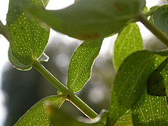 Feuilles de millepertuis perforé