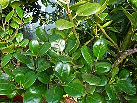 Ilex aquifolium