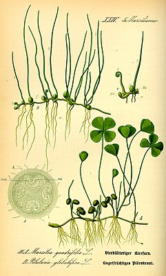 Pilularia (наверху) и Marsilea (внизу)