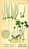 Marsileaceae