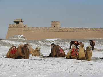 Camels