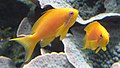 Image 36The sea goldie is an anthias. They are hermaphrodite, and swim in "harems". (from Coastal fish)