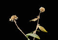 Dried Kalimeris indica inflorescence in winter time