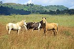 Groupe de Sandalwood à Sumba.