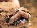 Labial Pits of P. molurus. Specimen at Ezhimala, Kerala, India.