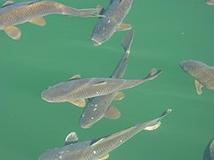 Carpe commune (Cyprinus carpio), poisson commun en Europe.