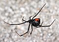 Image 19Western black widow spider (from Utah)