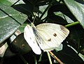 Pieris brassicae