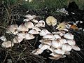 Leucoagaricus barssii (Zeller) Vellinga (2000)