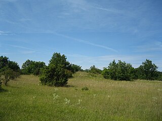 Pelouses calcicoles du Lunery (Cher)