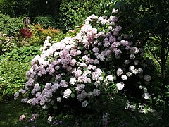 Massif d'hortensias du jardin de la Belle Allemande