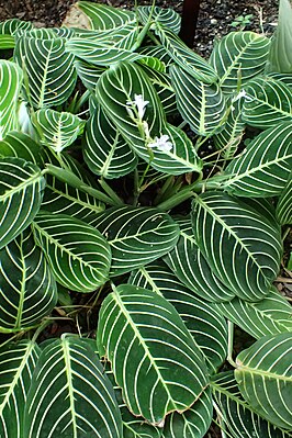 Maranta leuconeura var. erythroneura