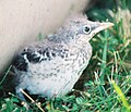 Baby Northern Mockingbird.