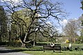 Corylus colurna