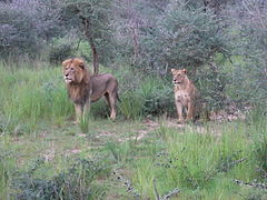 A couple at Murchison Falls National Park, Uganda