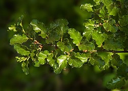 Ñire (Nothofagus antarctica)