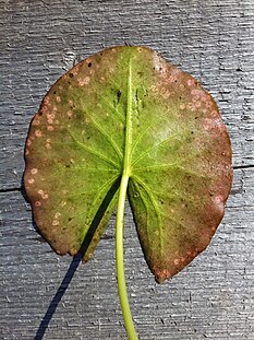 Abaxial leaf surface of Nymphaea candida