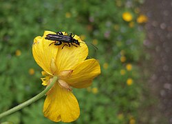 Oedemera (Oedemera) tristis