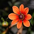 A orange "single" Dahlia