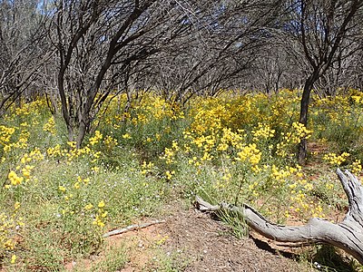 Massed flowers