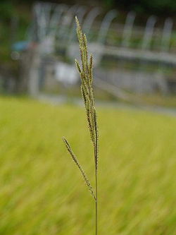 Setaria viridis