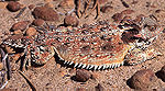 Coast Horned Lizard