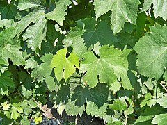 Feuilles du piquepoul B.