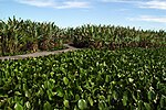 Miniatura para Parque nacional Río Pilcomayo