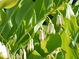 Купена многоцветковая (Polygonatum multiflorum)