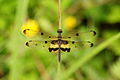 Rhyothemis variegata