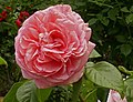 Rose 'Voyage'